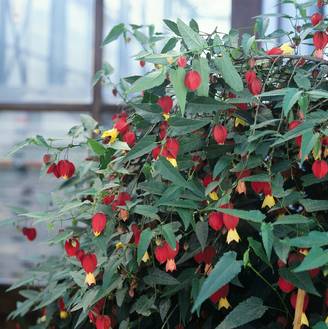 ABUTILON megapotamicum P17