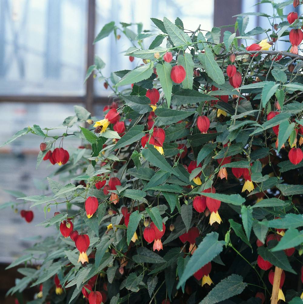 ABUTILON megapotamicum P17