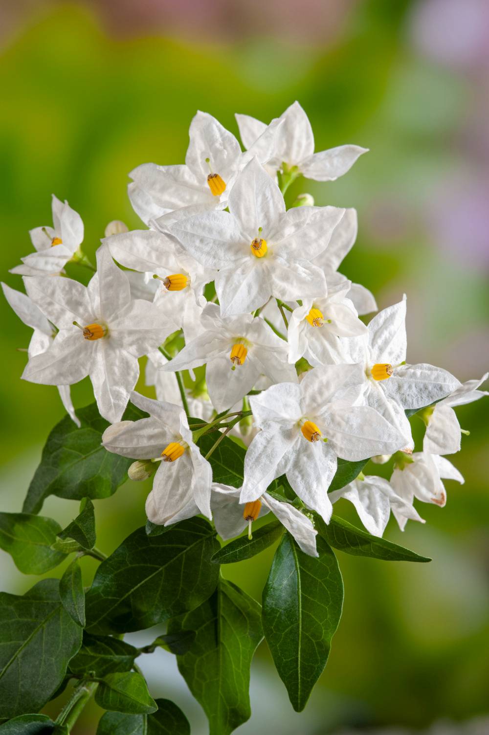 Solanum jasminoides - Morelle faux-jasmin