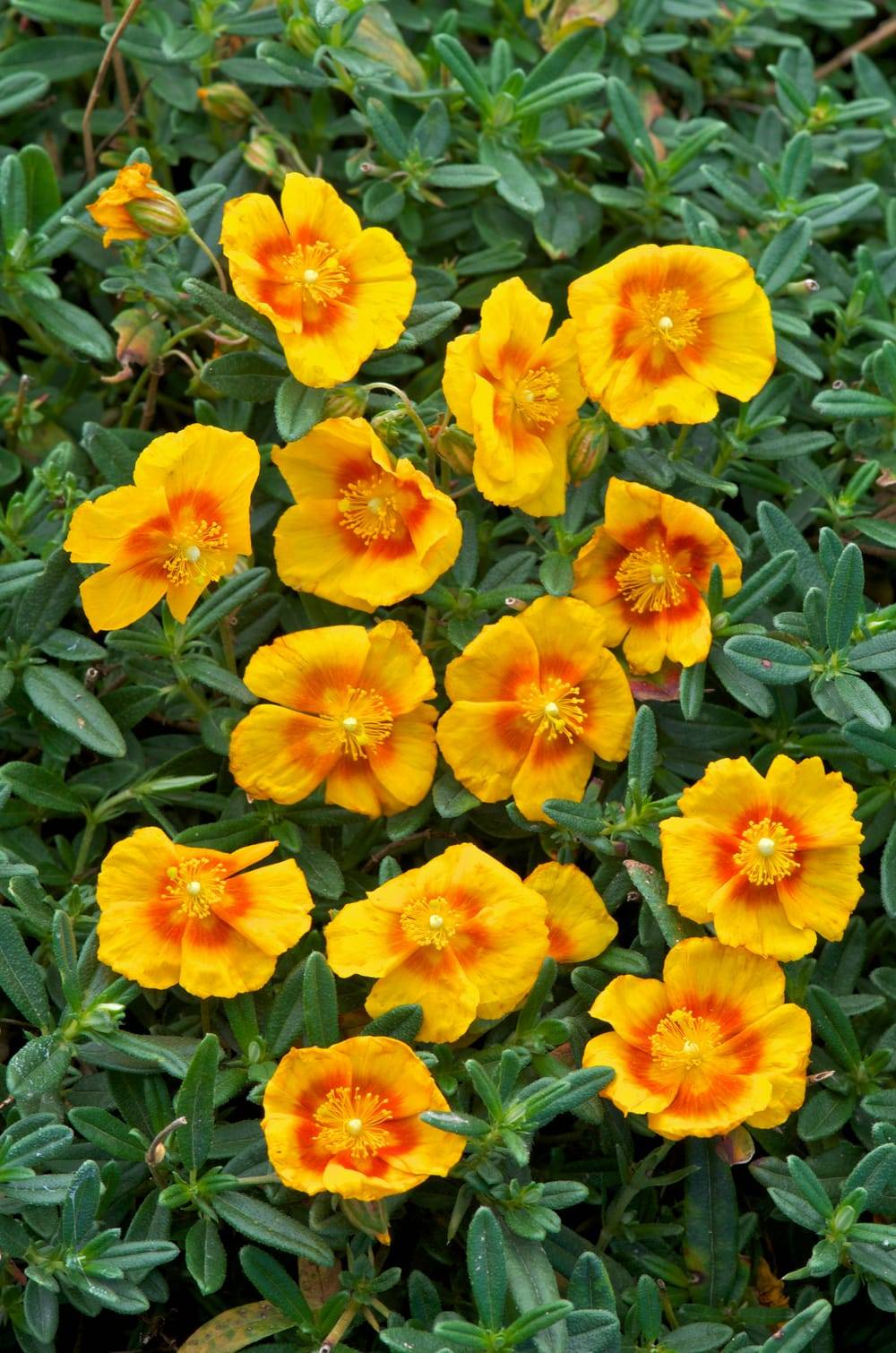 Helianthemum 'Ben Lewis' - Helianthème