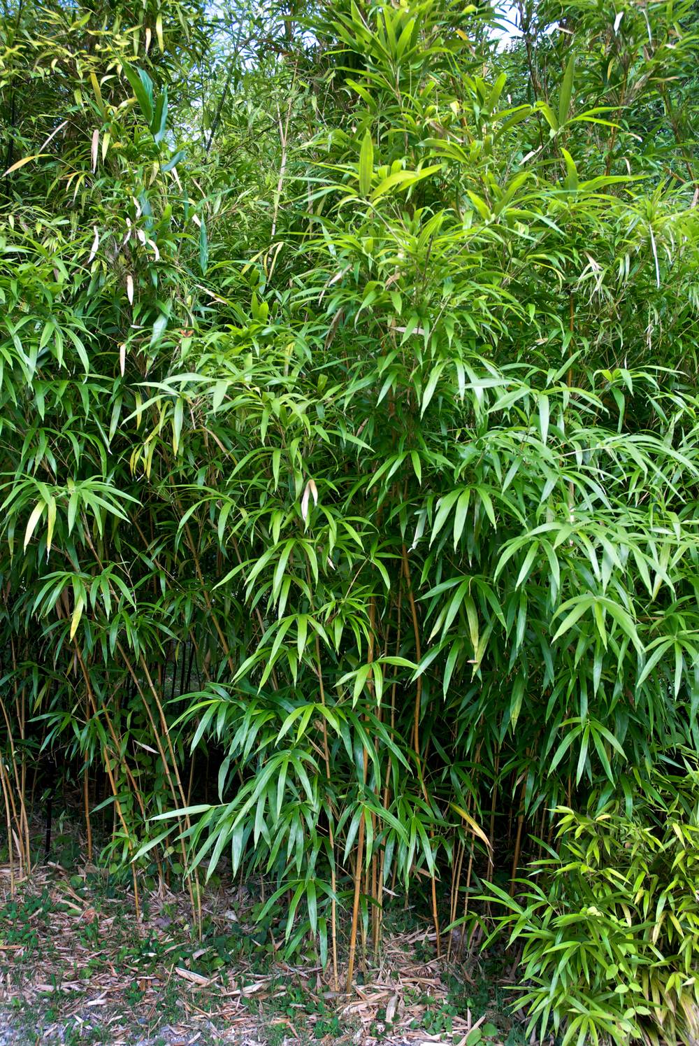 Semiarundinaria yashadake 'Kimmei' - Bambou