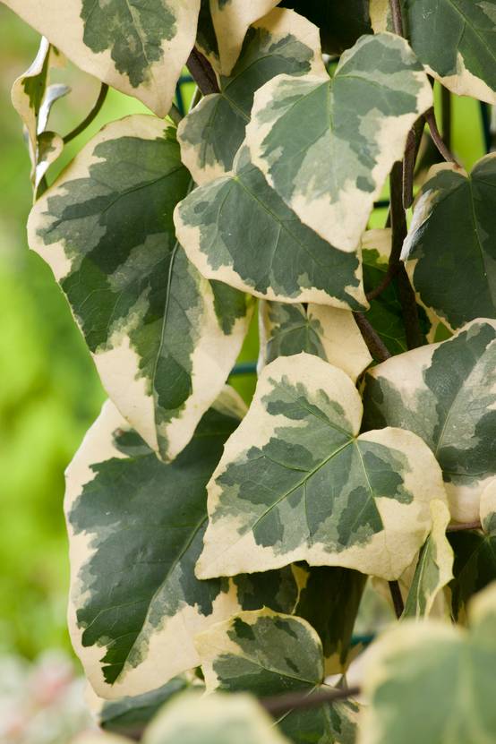 Hedera Panache - Lierre - Image 1