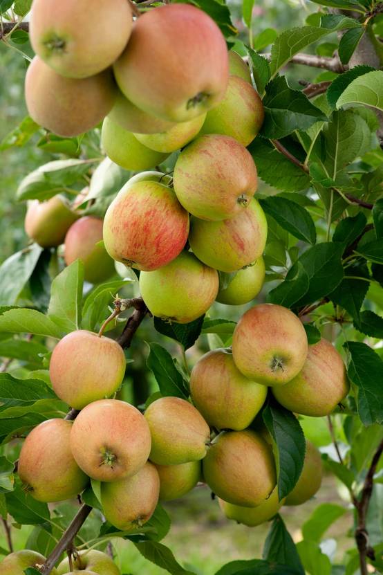 Pommier 'Rubinola'