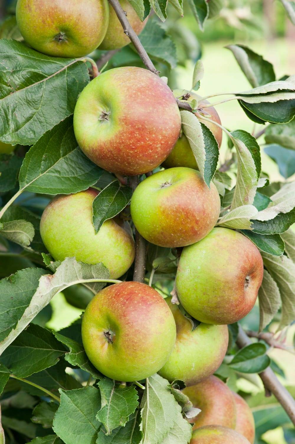 Pommier 'Court Pendu Gris du Limousin'