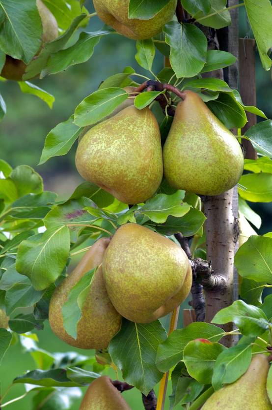 Poirier 'Delbard Gourmande'®