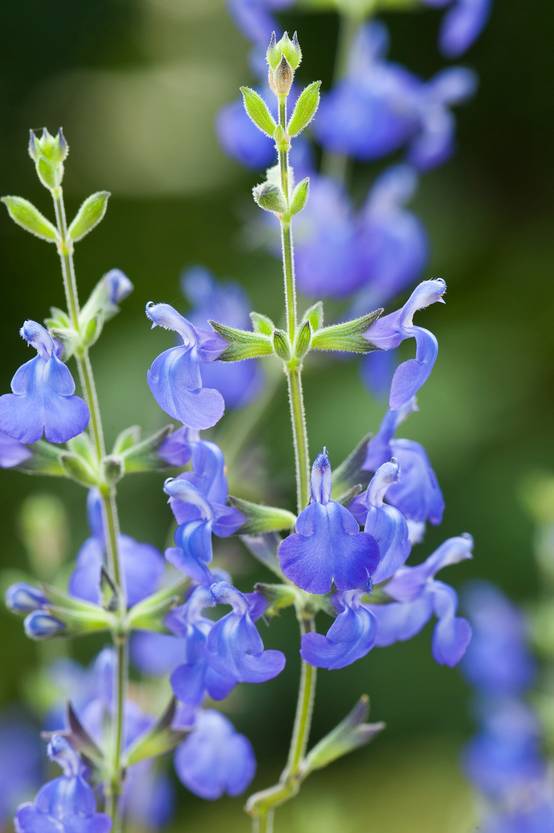Salvia microphylla 'Violette' - Sauge arbustive