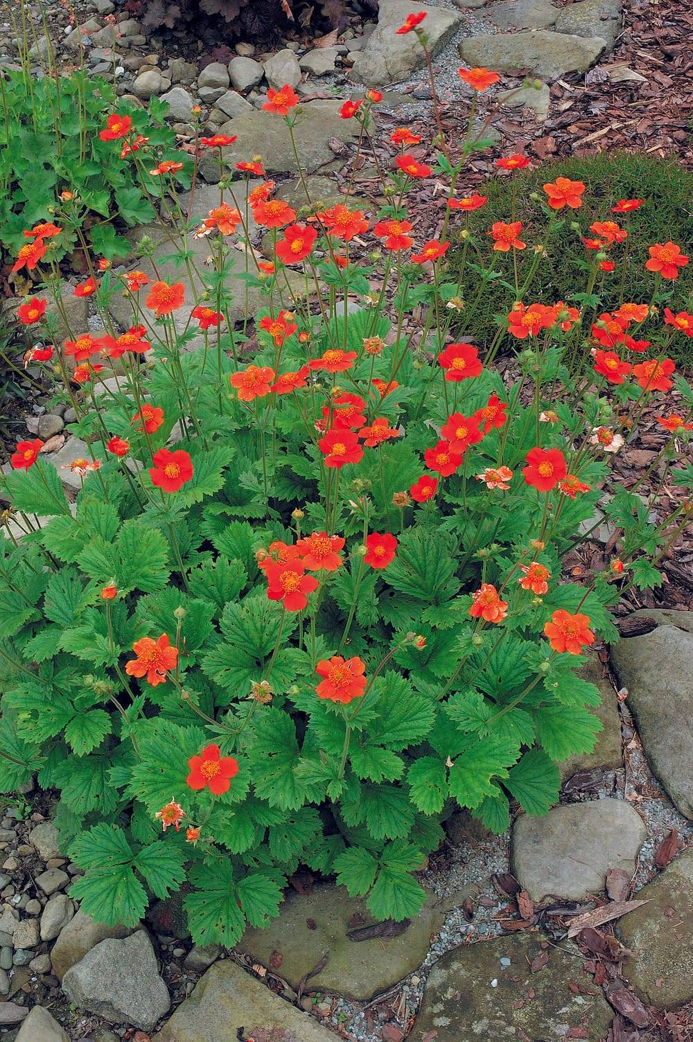 Geum coccineum 'Scarlet Tempest' - Benoîte
