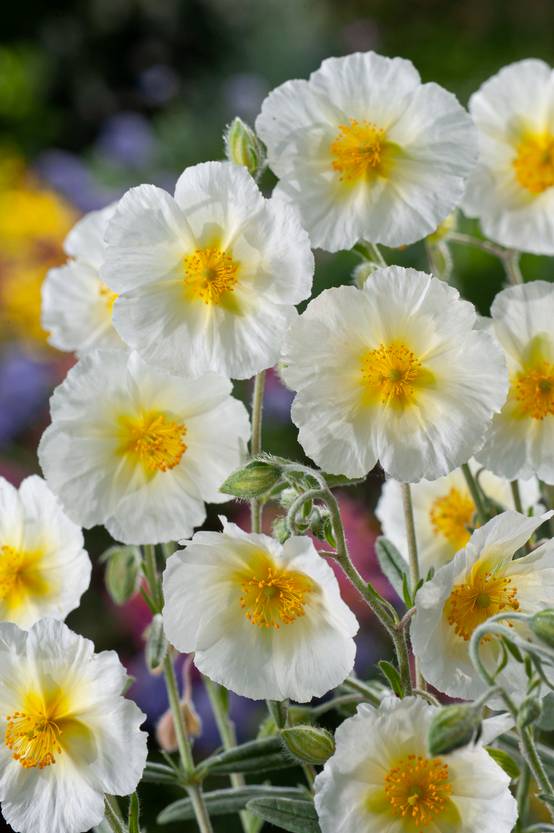 Helianthemum 'The Bride' - Helianthème