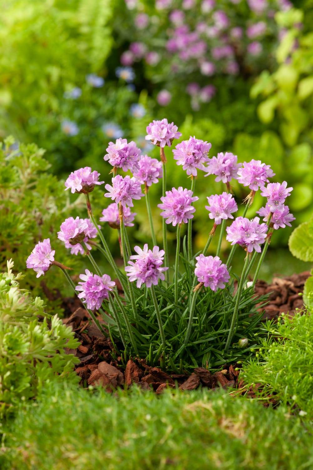Armeria maritima 'Armada Rose' - Gazon d'Espagne
