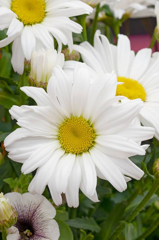 Leucanthemum superbum 'Daisy May' - Marguerite