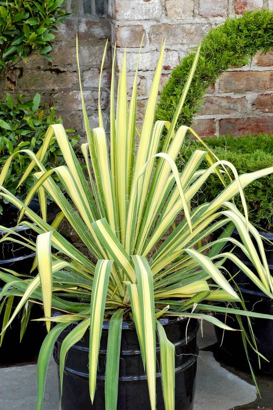 Yucca flaccida 'Golden Sword'