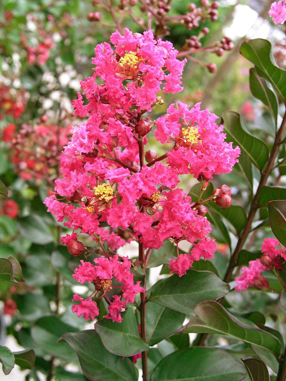 Lagerstroemia indica 'Pink Velour'