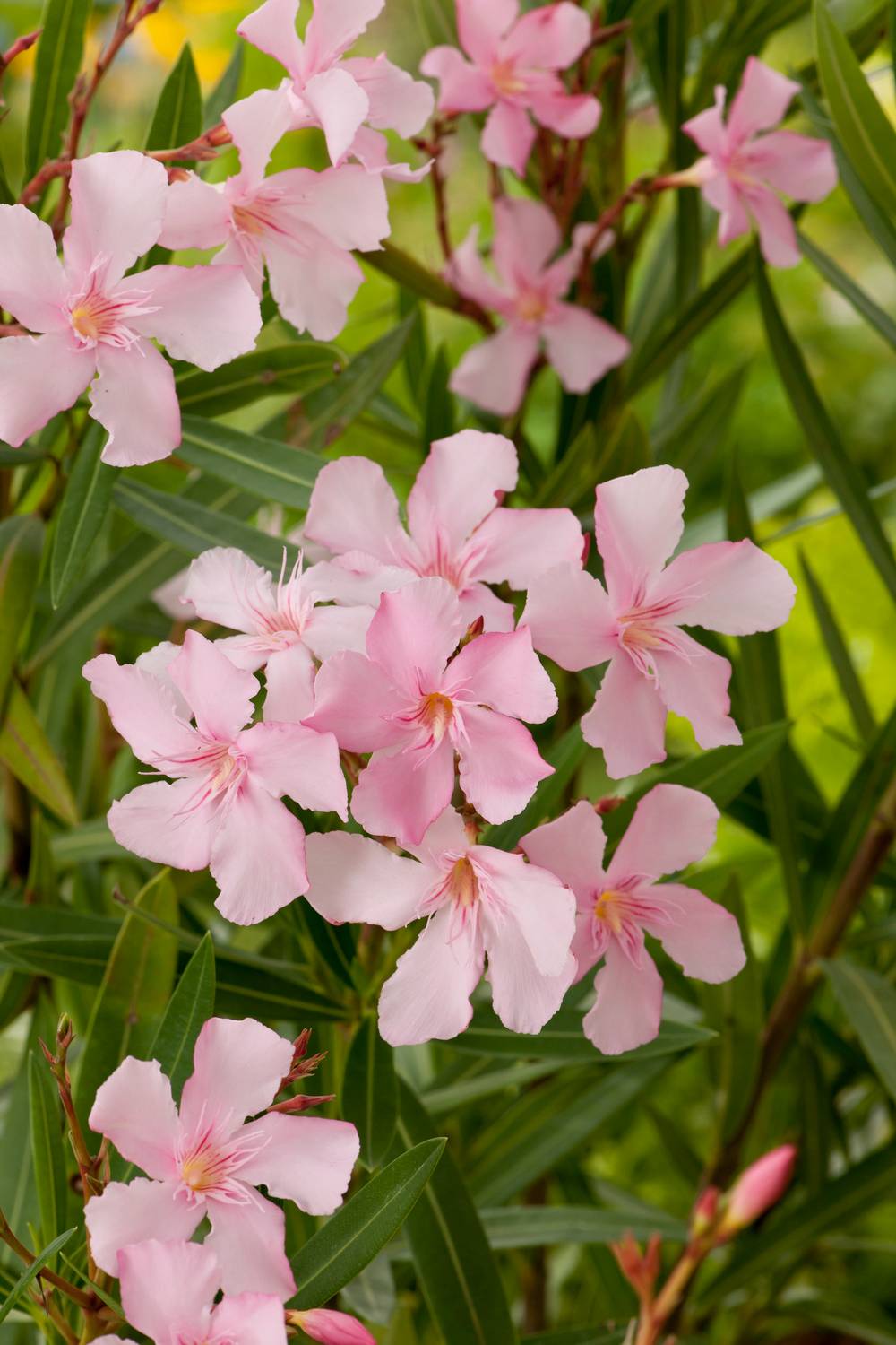 Nerium oleander 'Magaly' - Laurier rose