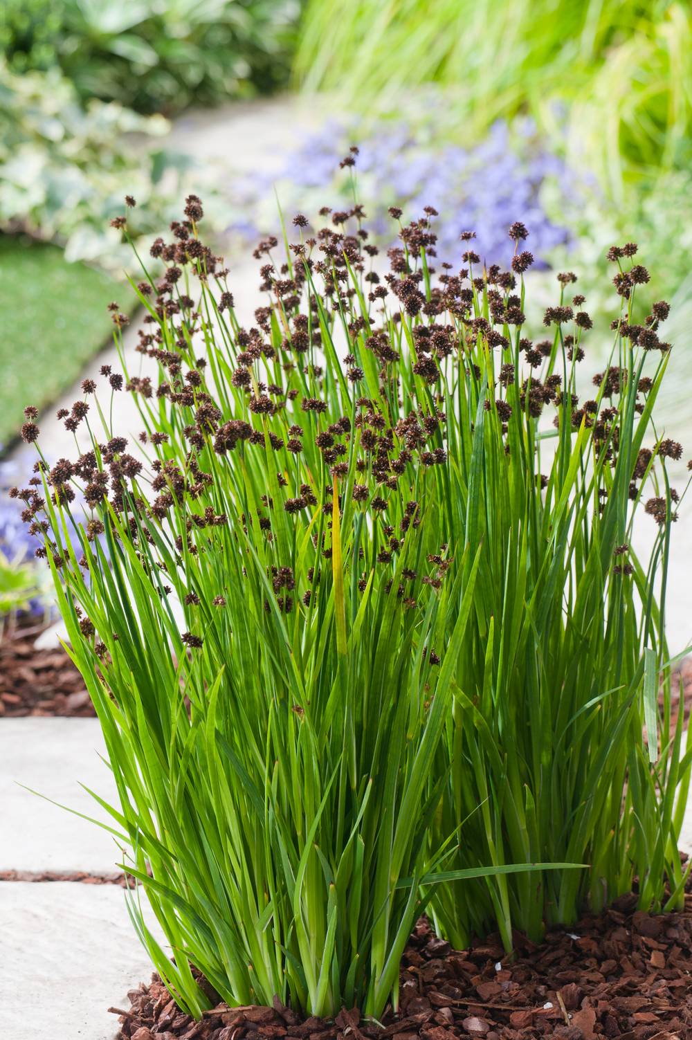 Juncus effusus 'Starhead' - Graminée Jonc diffus
