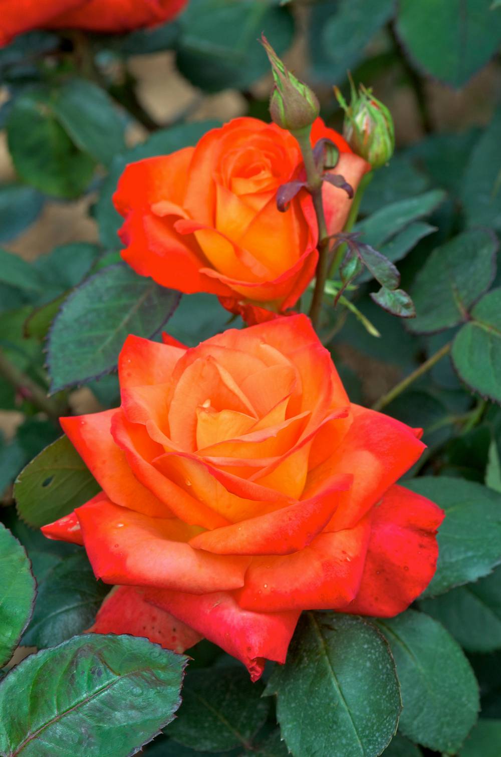 Rosier tige 'France Libre'®