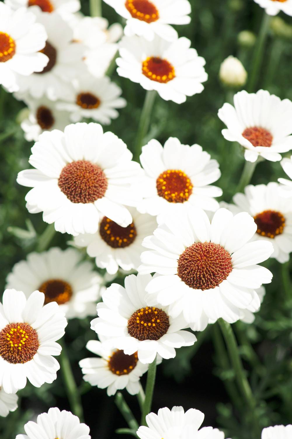 Rhodanthemum 'Casablanca' - Marguerite marocaine