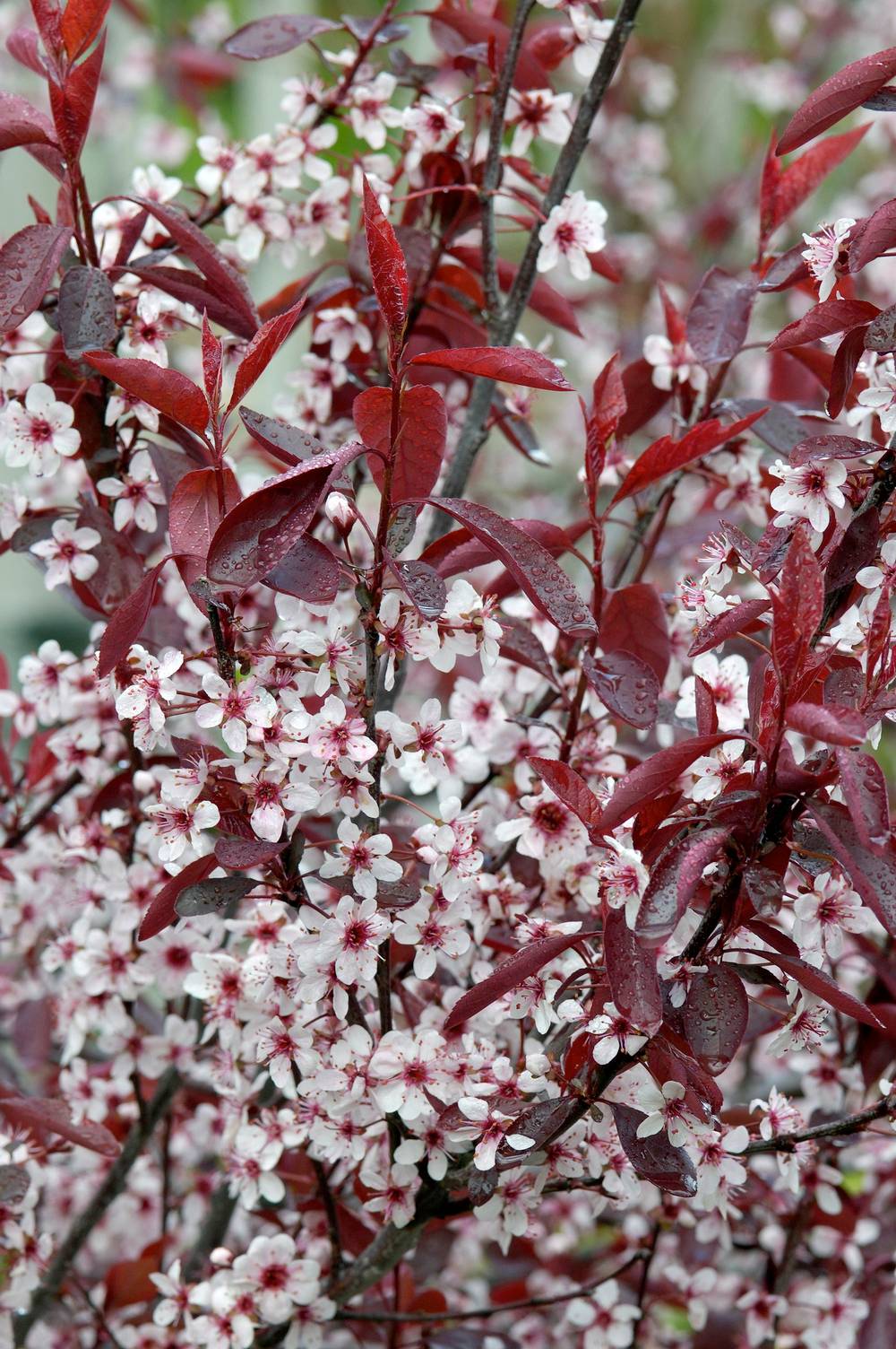 Prunus cistena - Prunier du Japon