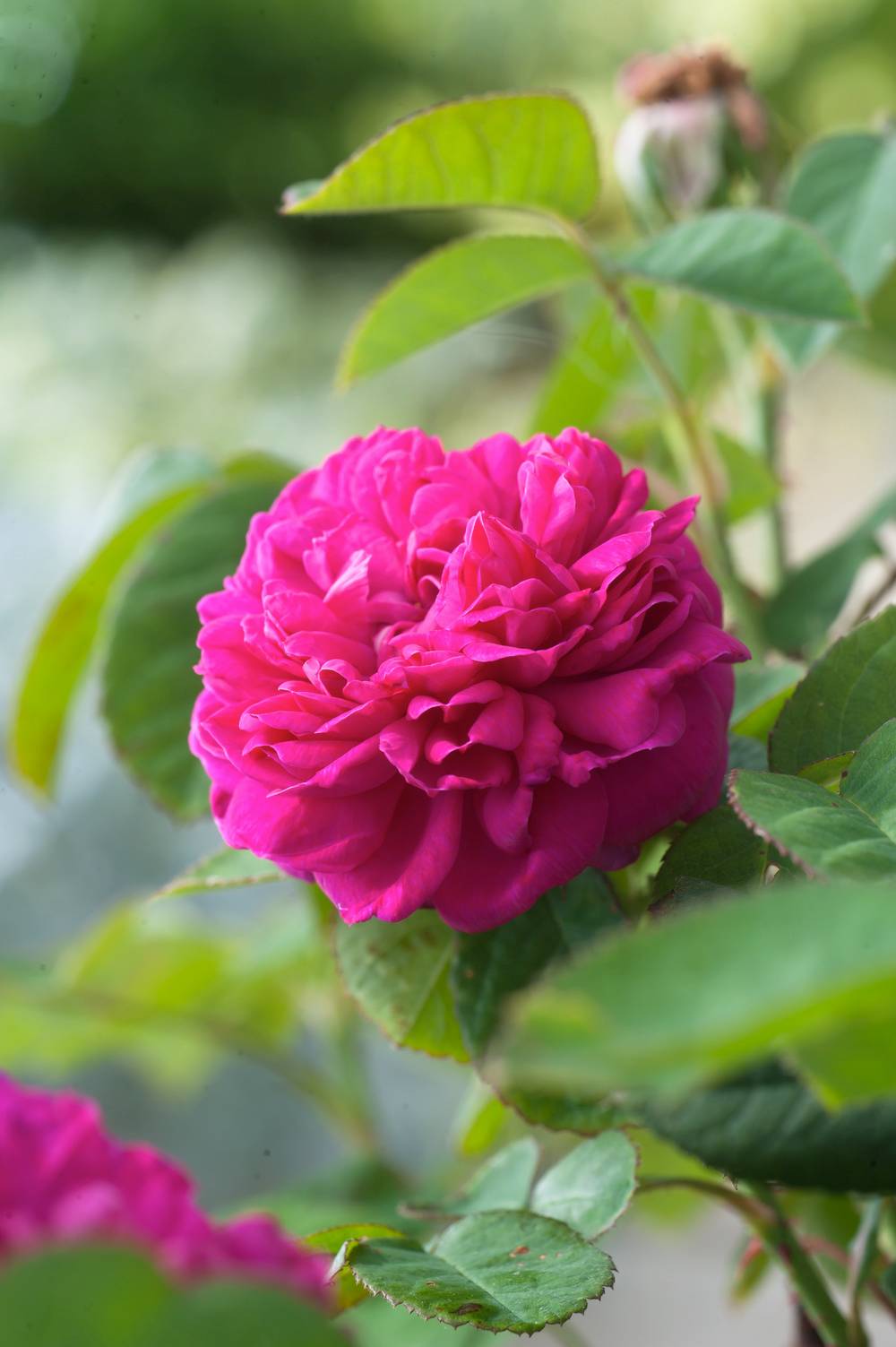 Rosier ancien 'Rose de Rescht'