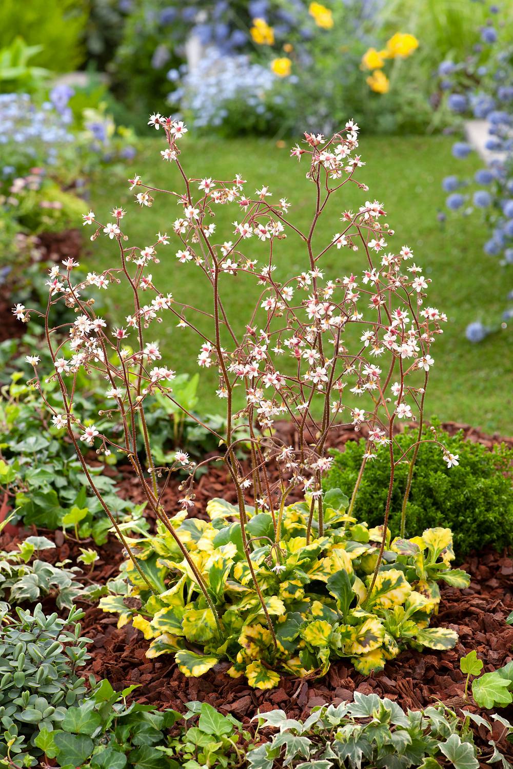 Saxifraga umbrosa 'Variegata'