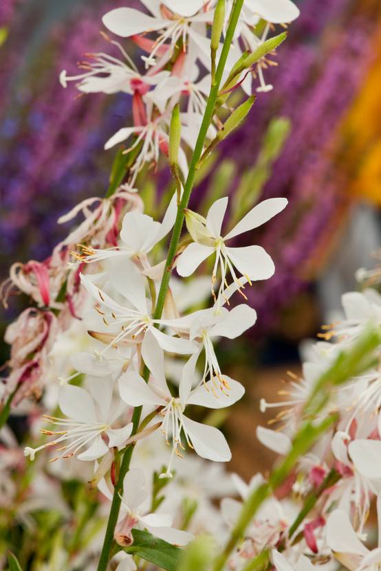 Gaura lindheimeri 'White Sparkle'