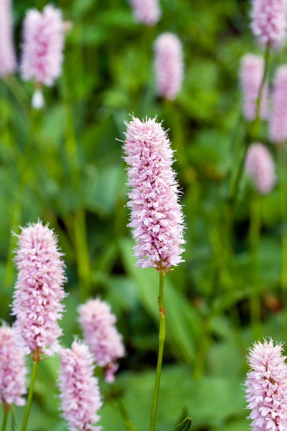 Persicaria bistorta - Persicaire