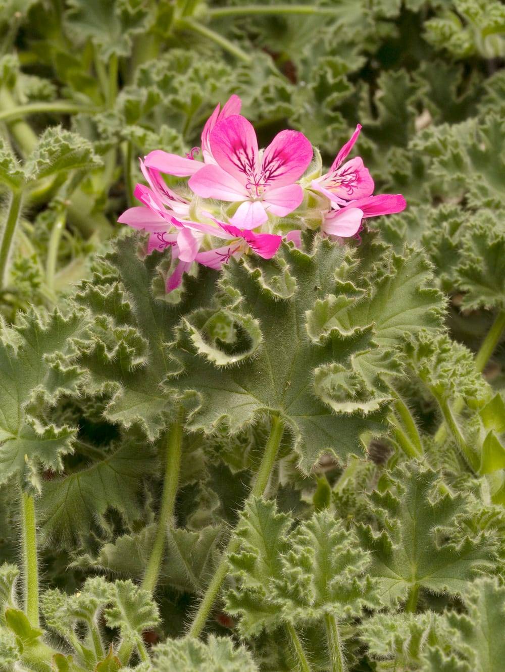 Géranium odorant 'Pink Capitatum'