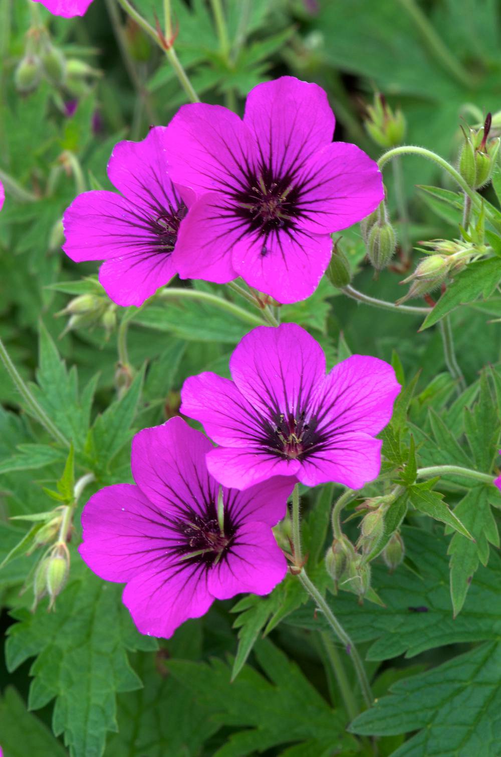 Géranium 'Patricia' - Géranium vivace - Pot 2L - Gamm vert