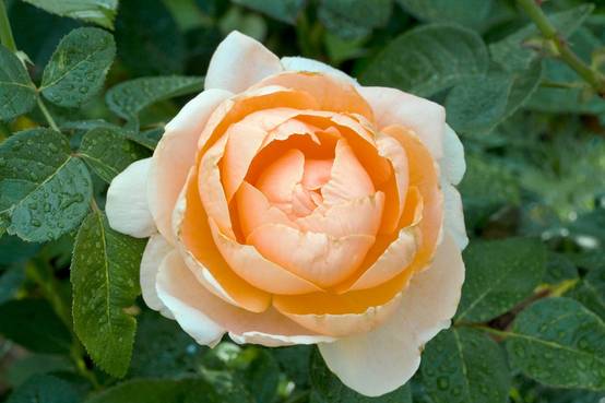 Rosier tige 'Abbaye de Cluny'®