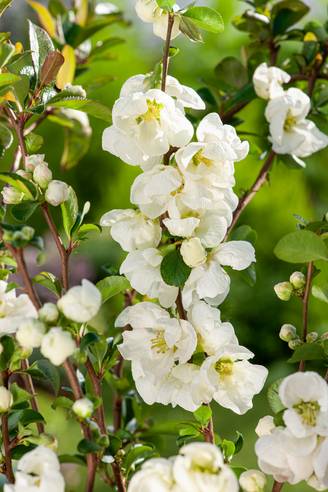Chaenomeles superba 'Jet Trail' - Cognassier du Japon
