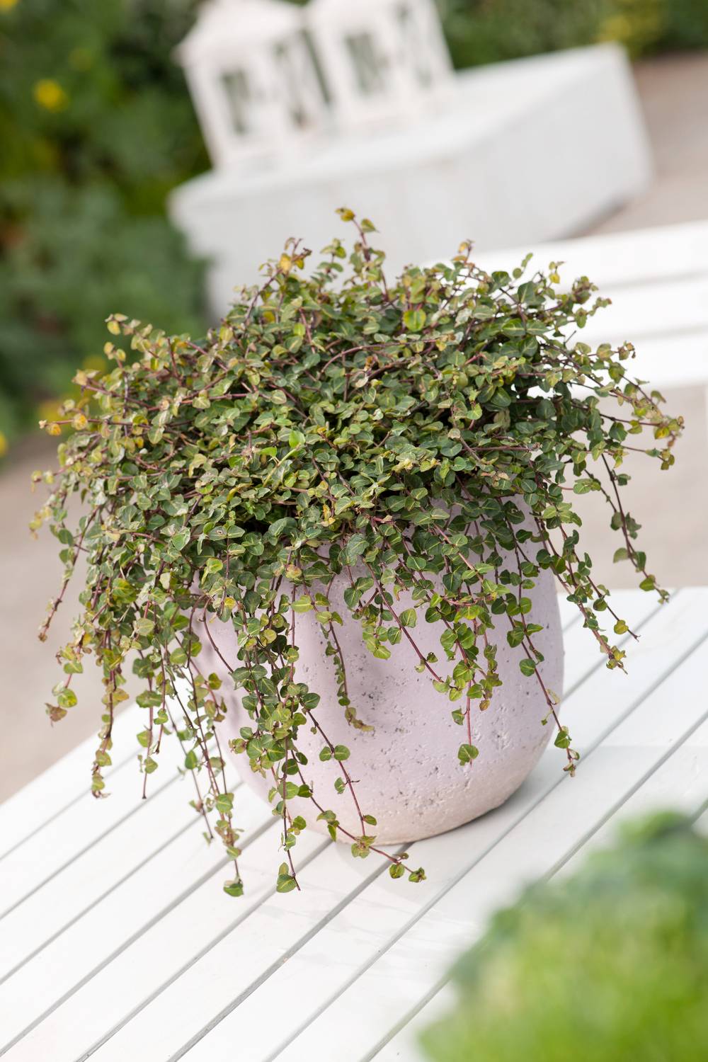 Mitchella repens - Pain de perdrix