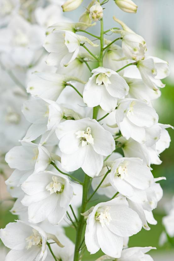Delphinium 'Magic Fountains Pure White' - Pied d'alouette