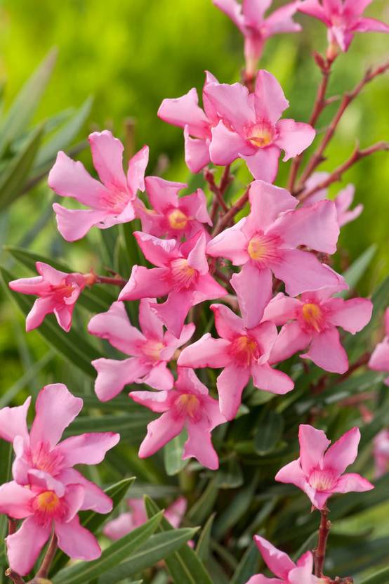 Nerium oleander 'Maurin des Maures' - Laurier rose