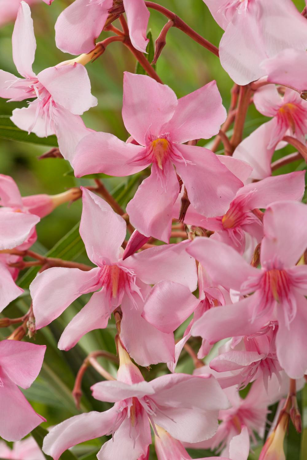 Nerium oleander 'Belle Helene' - Laurier rose