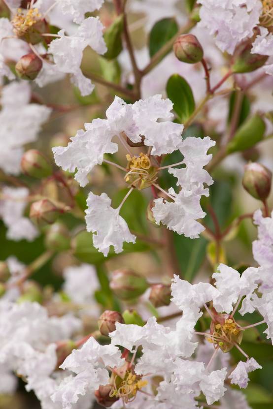 Lagerstroemia indica 'Pixie White'