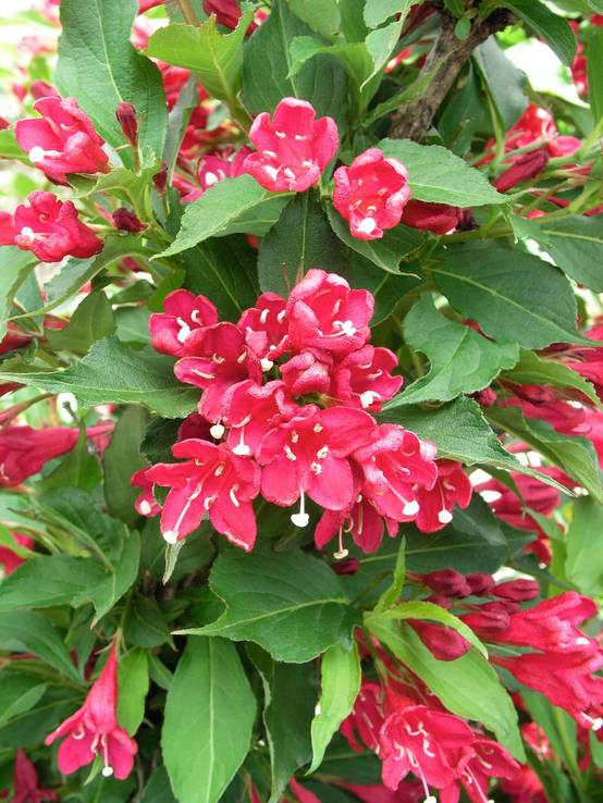 Weigela florida 'Red Prince'