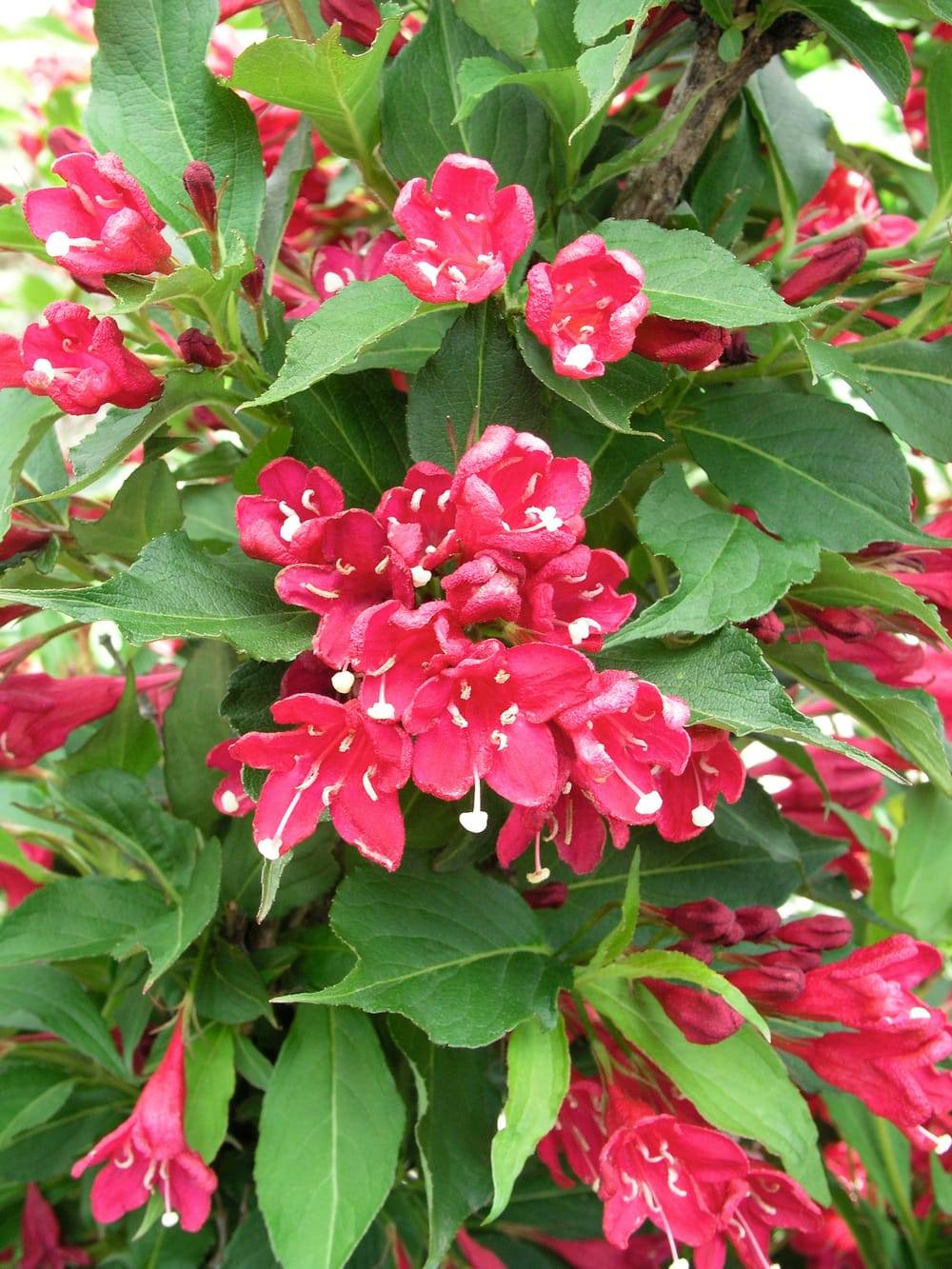 Weigela florida 'Red Prince'