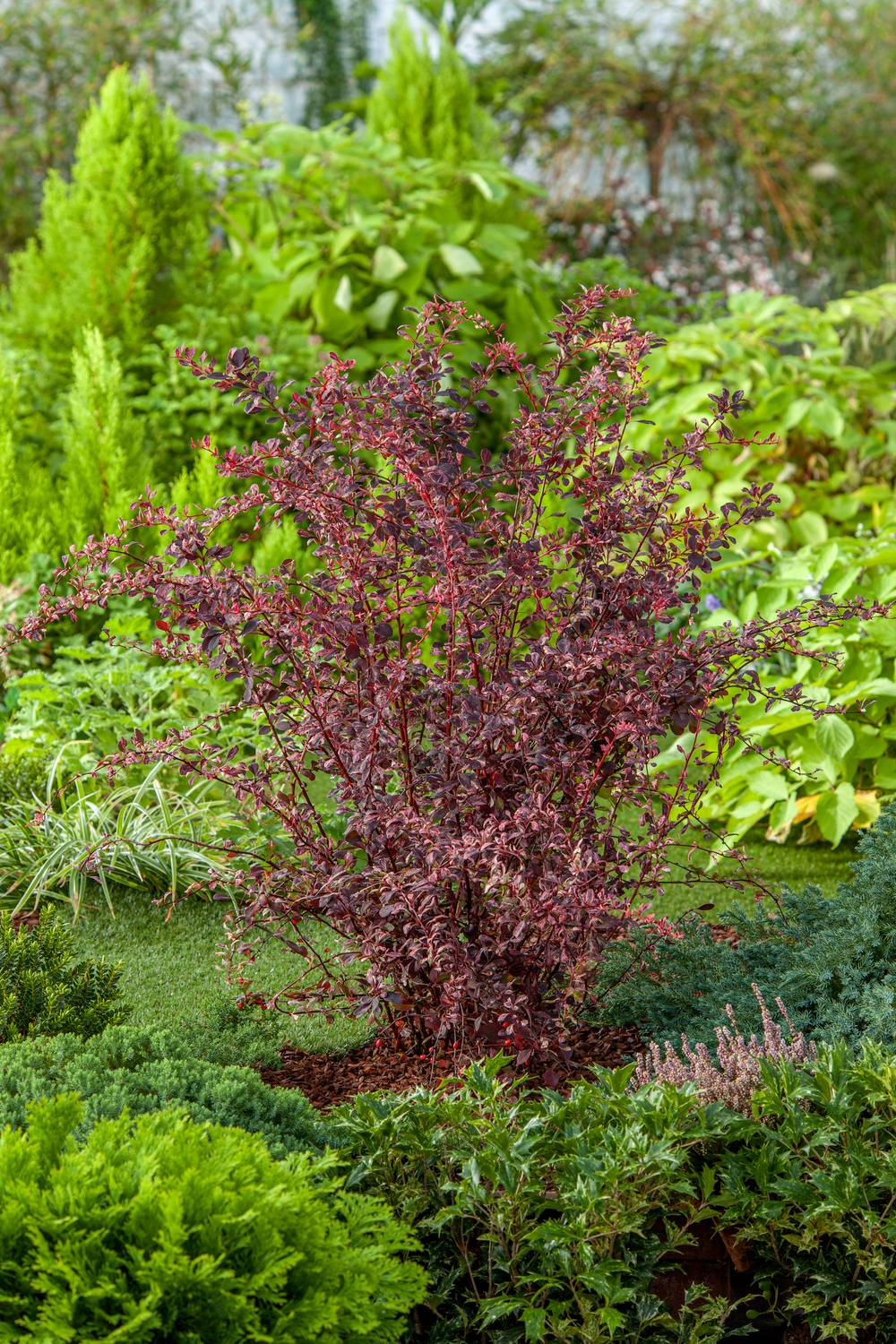 Berberis thunbergii 'Rose Glow' - Épine-vinette