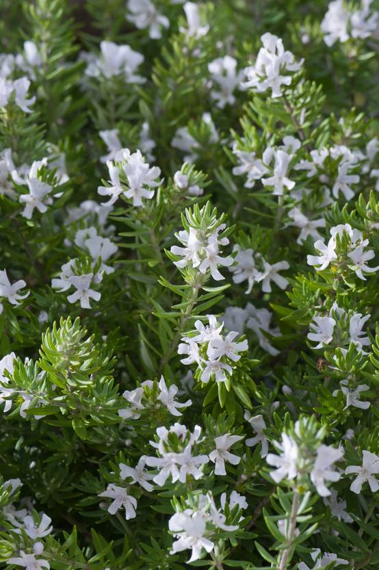 Westringia fruticosa 'Alba' - Romarin d'Australie