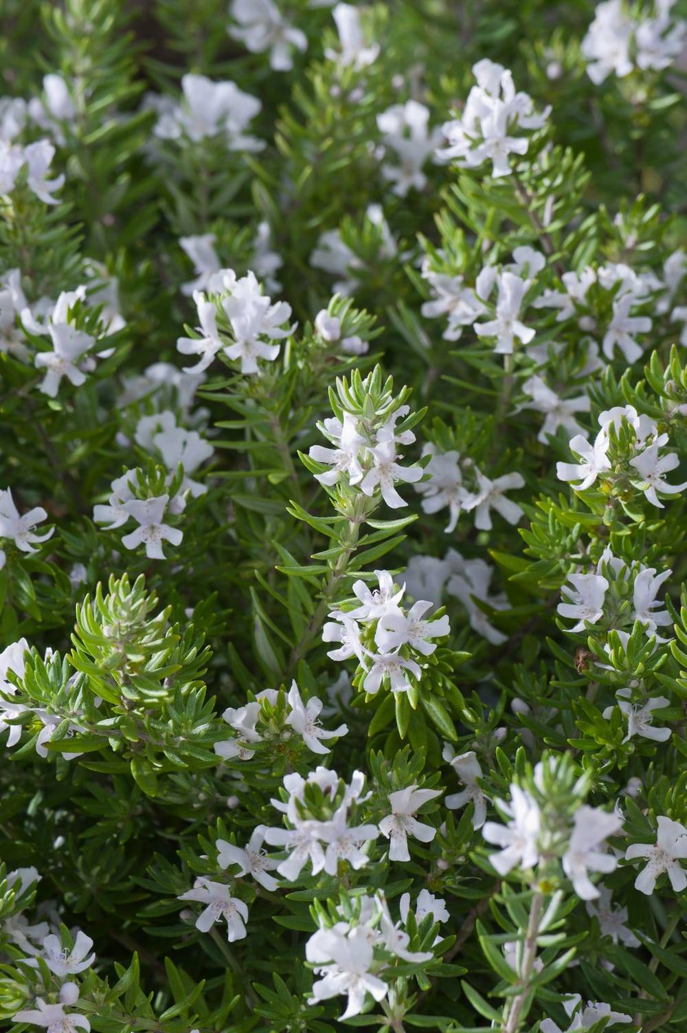 Westringia fruticosa 'Alba' - Romarin d'Australie