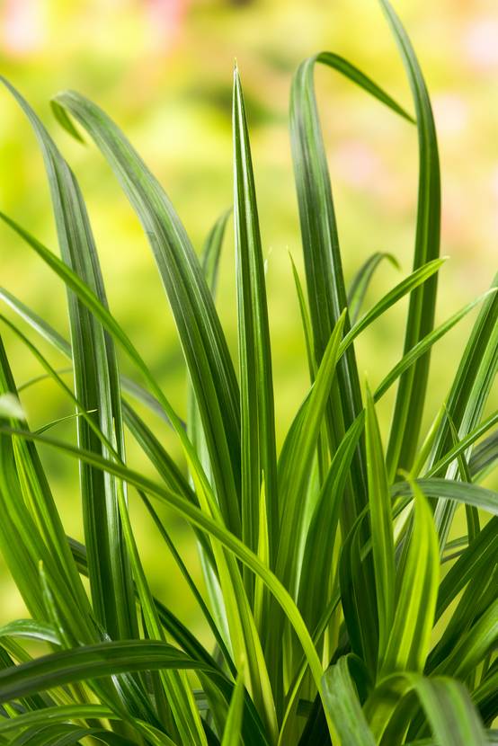 Carex morrowii 'Irish Green' - Graminée Laîche