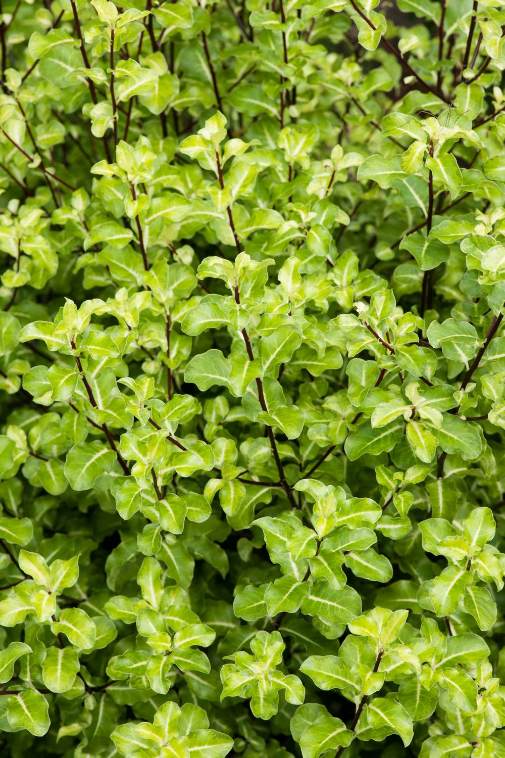 Pittosporum tenuifolium 'Abbotsbury Gold'