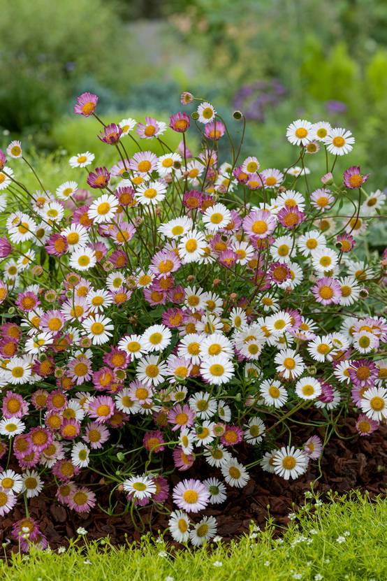 Erigeron karvinskianus 'Blutenmeer'