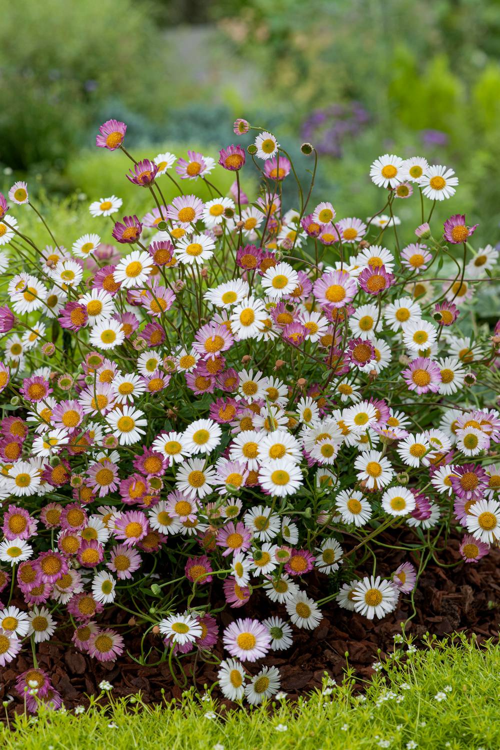 Erigeron karvinskianus 'Blutenmeer'
