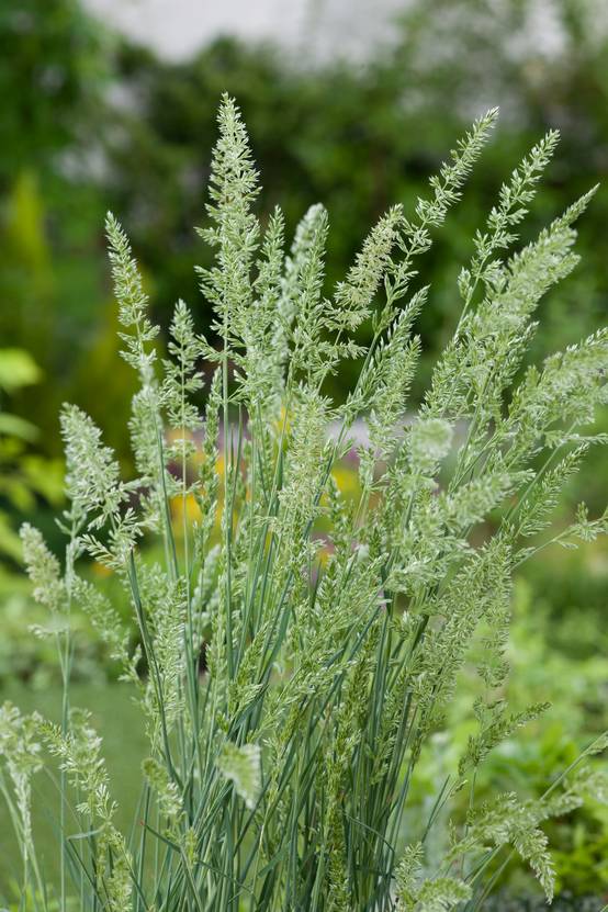 Koeleria glauca - Graminée Fétuque glauque