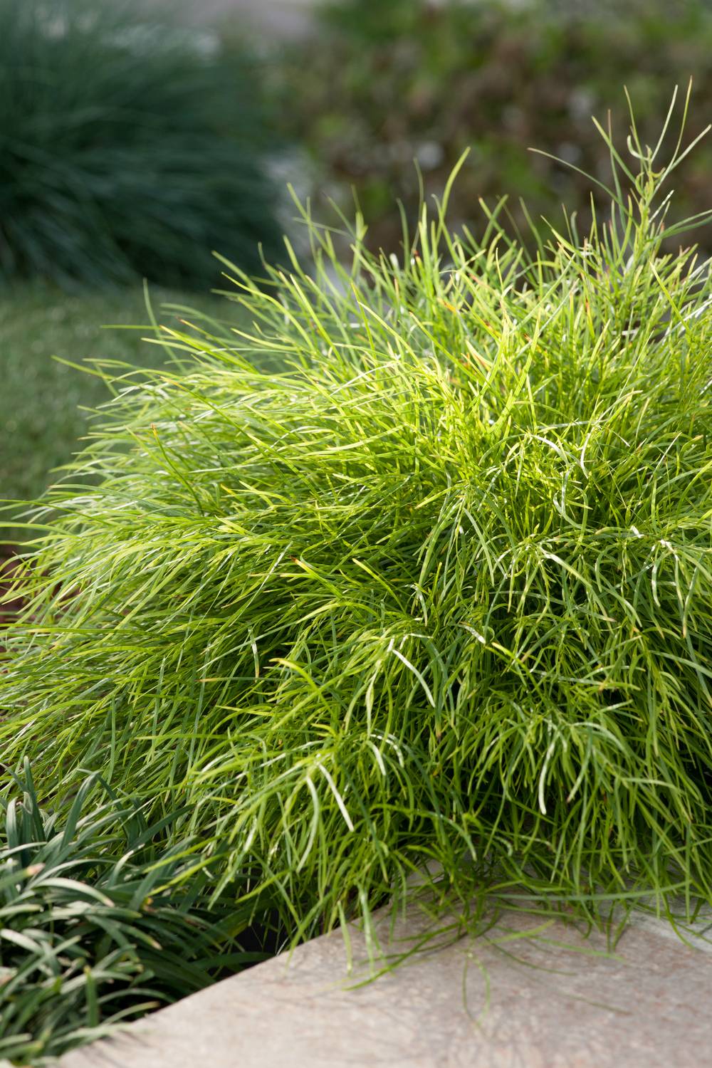 Acacia cognata - Mimosa