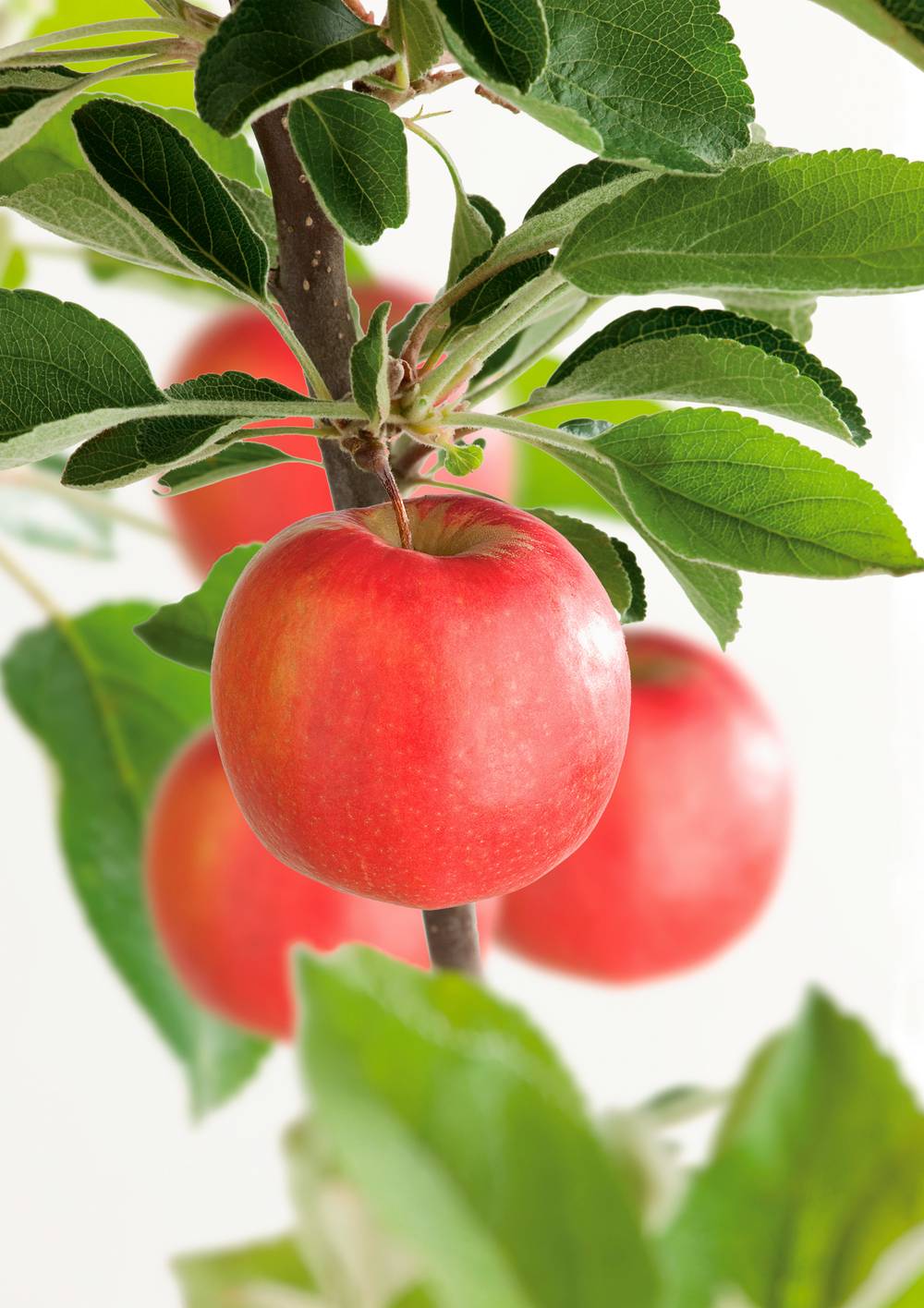 Pommier 'Braeburn'
