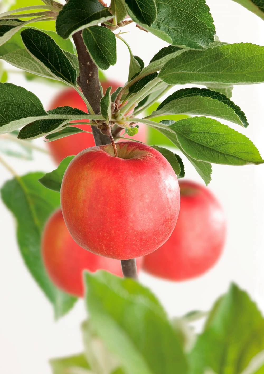 Pommier 'Braeburn'