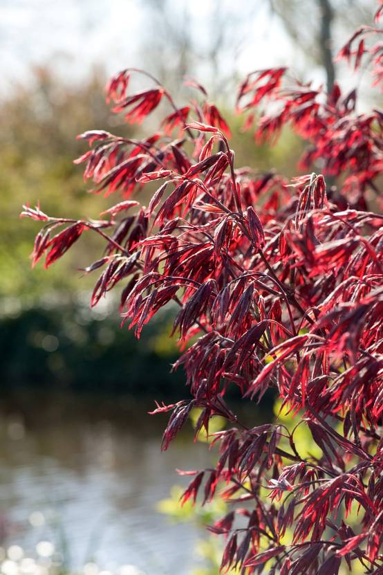 Acer palmatum 'Fireglow' - ECLOZ - Érable du Japon