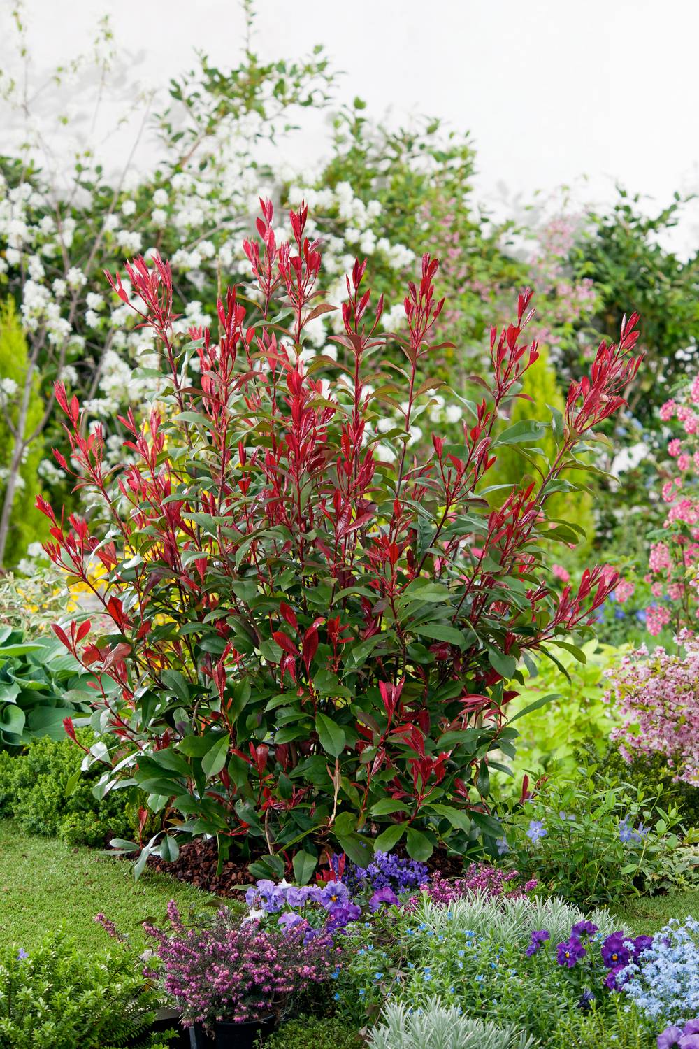 Photinia fraseri 'Magical Volcano'
