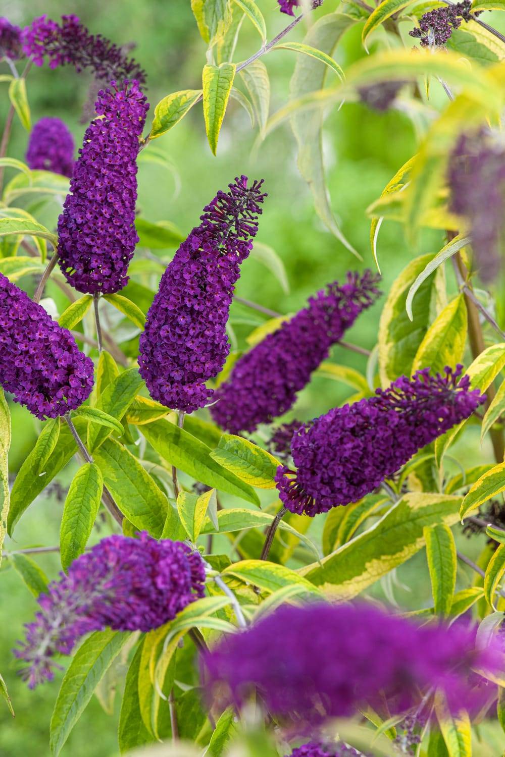 Buddleja davidii 'Santana' - Arbre aux papillons